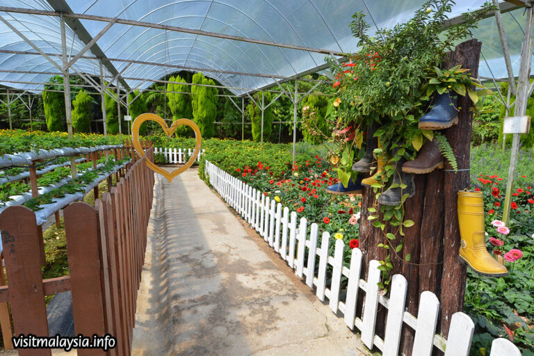 strawberry-farm-garden